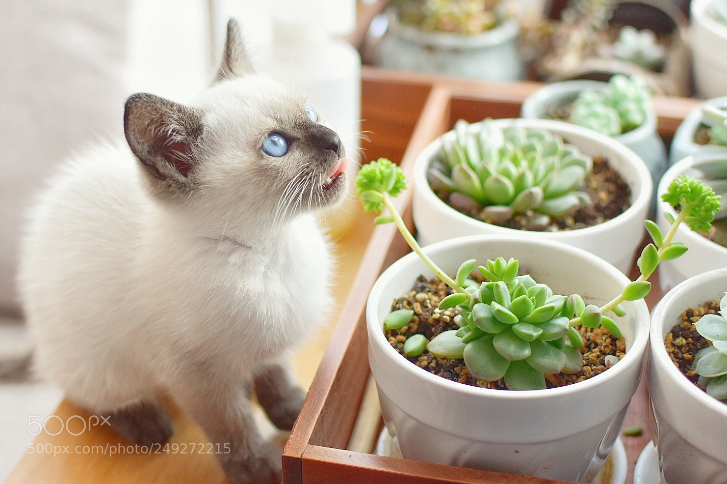 Nikon D7200 sample photo. 猫 photography