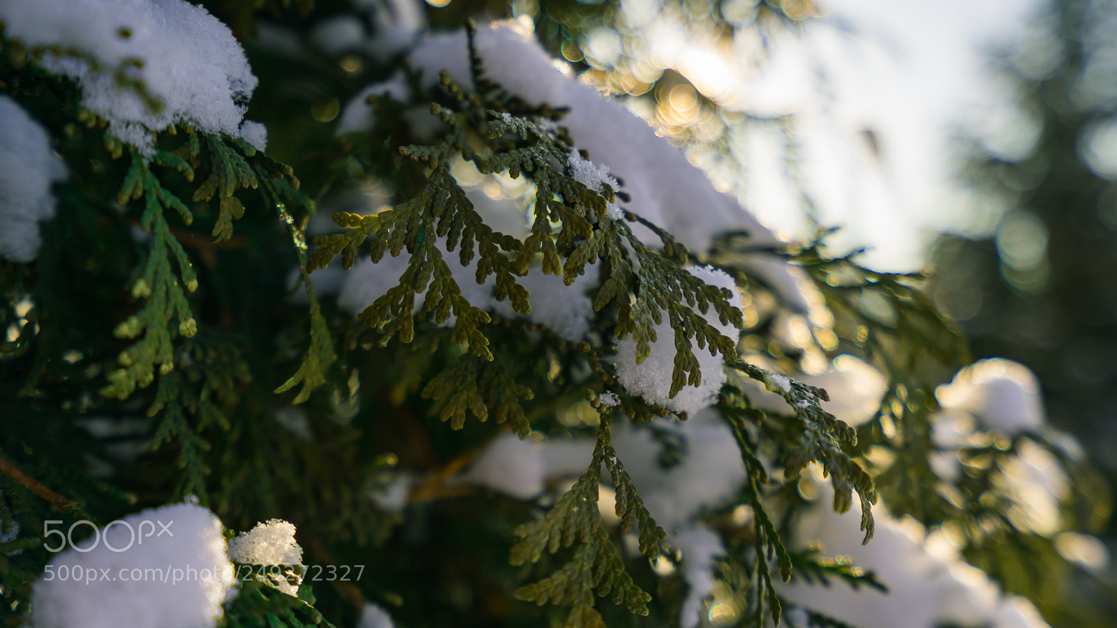 Sony a7R III sample photo. 春雪 photography