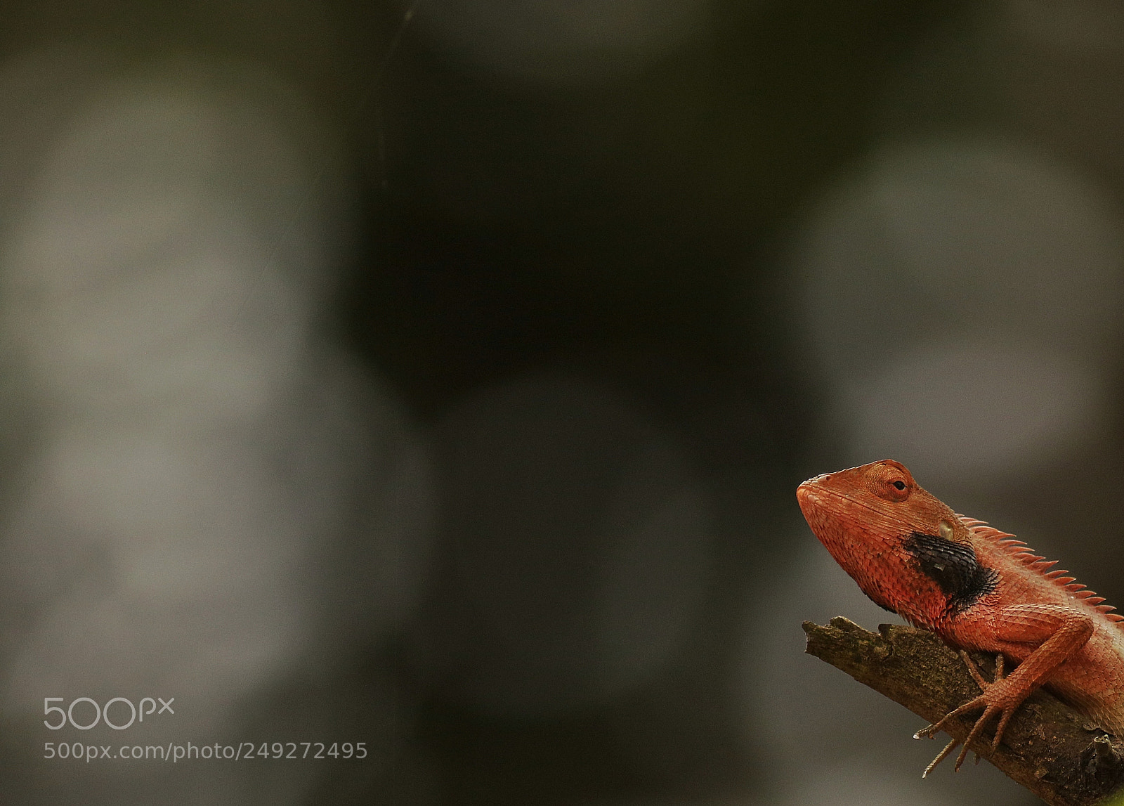 Canon EOS 7D Mark II sample photo. Untitled photography