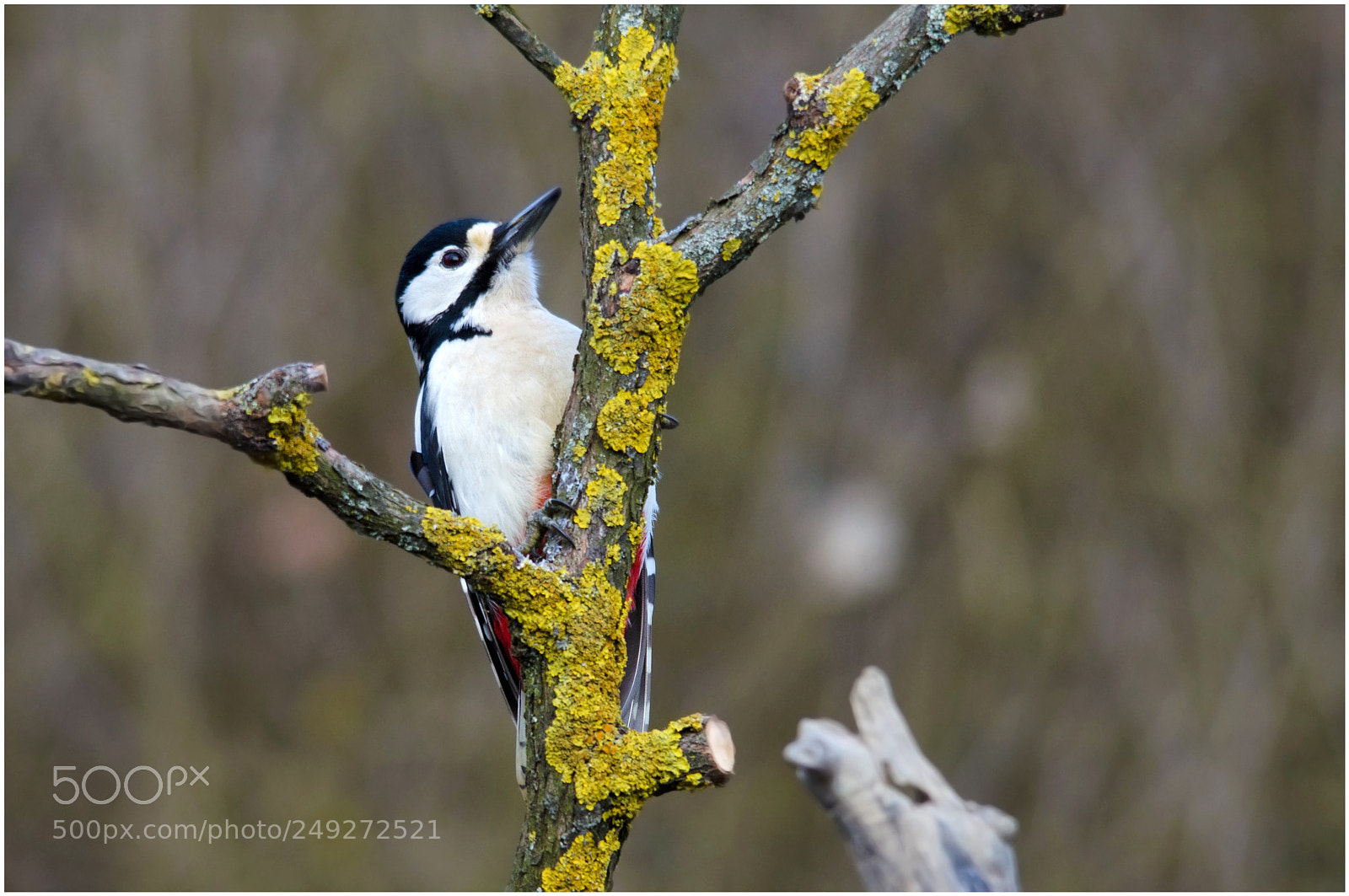 Nikon D7000 sample photo. Red woodpecker photography