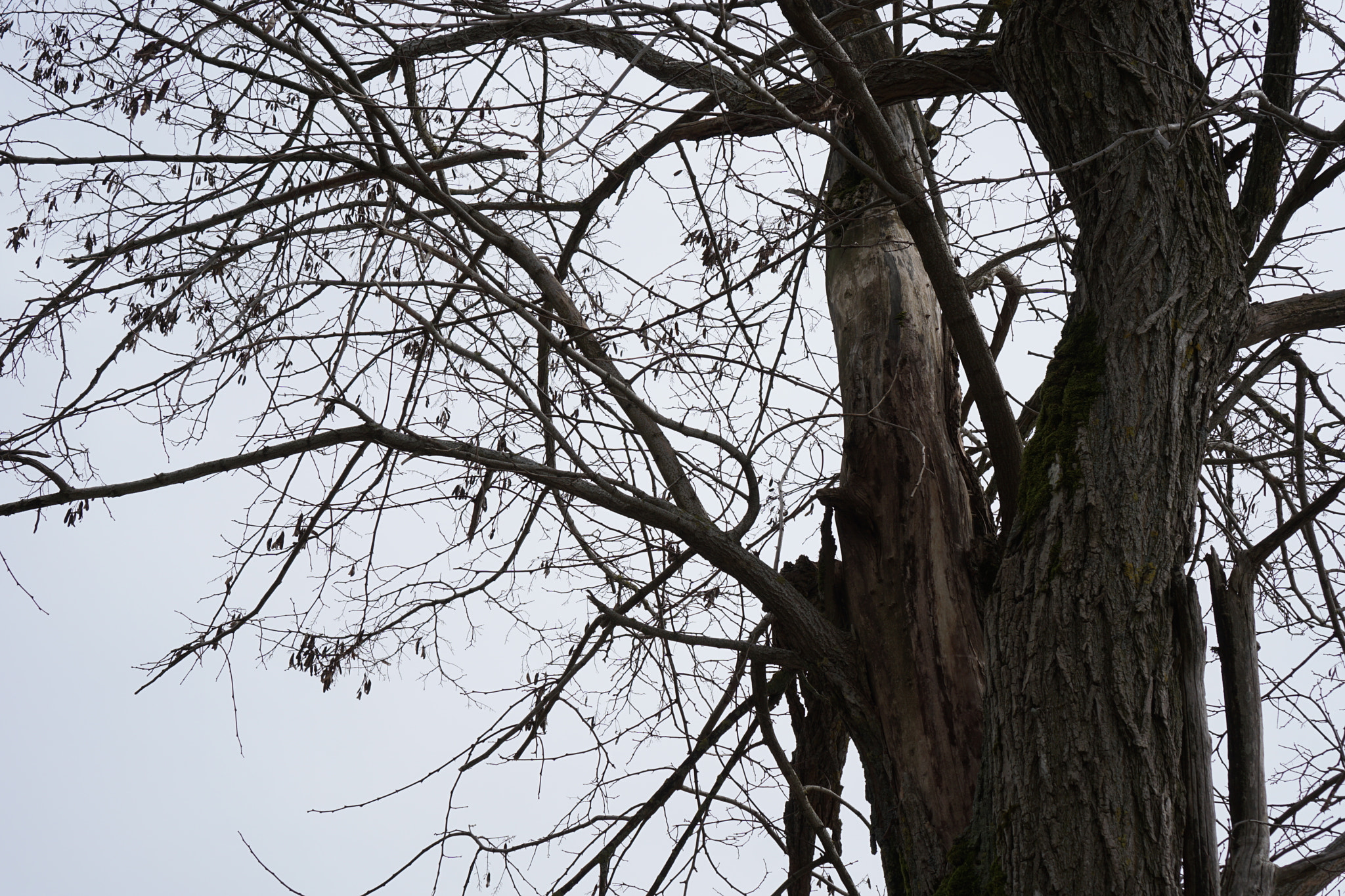 Sony a6000 + Sony E 35mm F1.8 OSS sample photo. Tree branches photography
