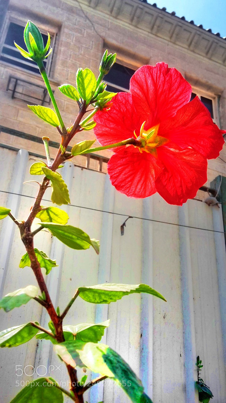 Samsung Galaxy S5 Mini sample photo. Glory photography