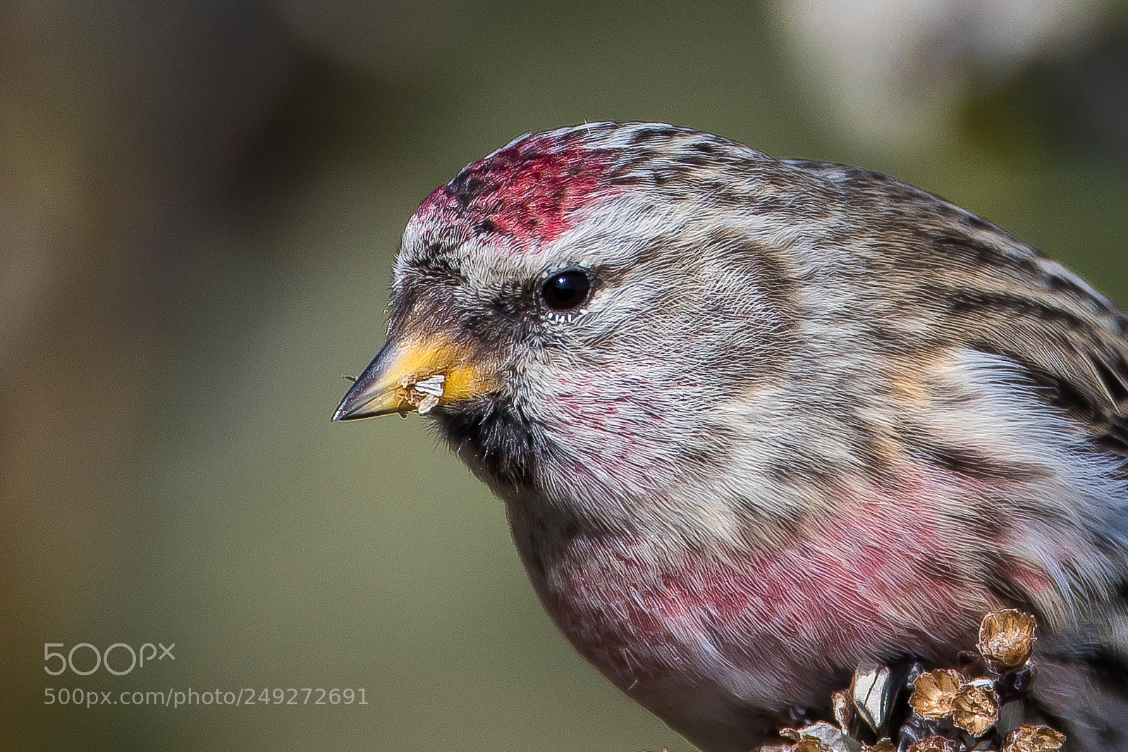 Canon EOS 7D Mark II sample photo. Close-up (common redpoll) photography
