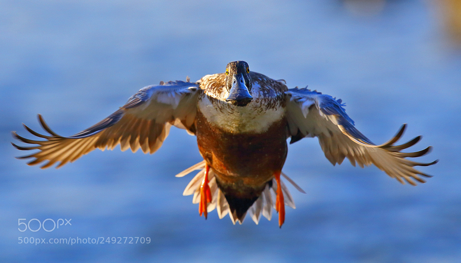Canon EOS-1D X sample photo. The ugly duckling photography