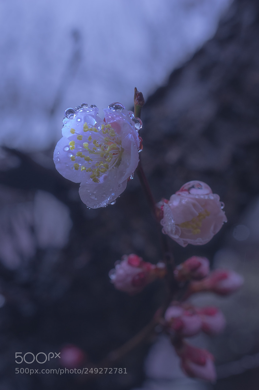 Pentax K-3 II sample photo. A japanese plum blossom photography