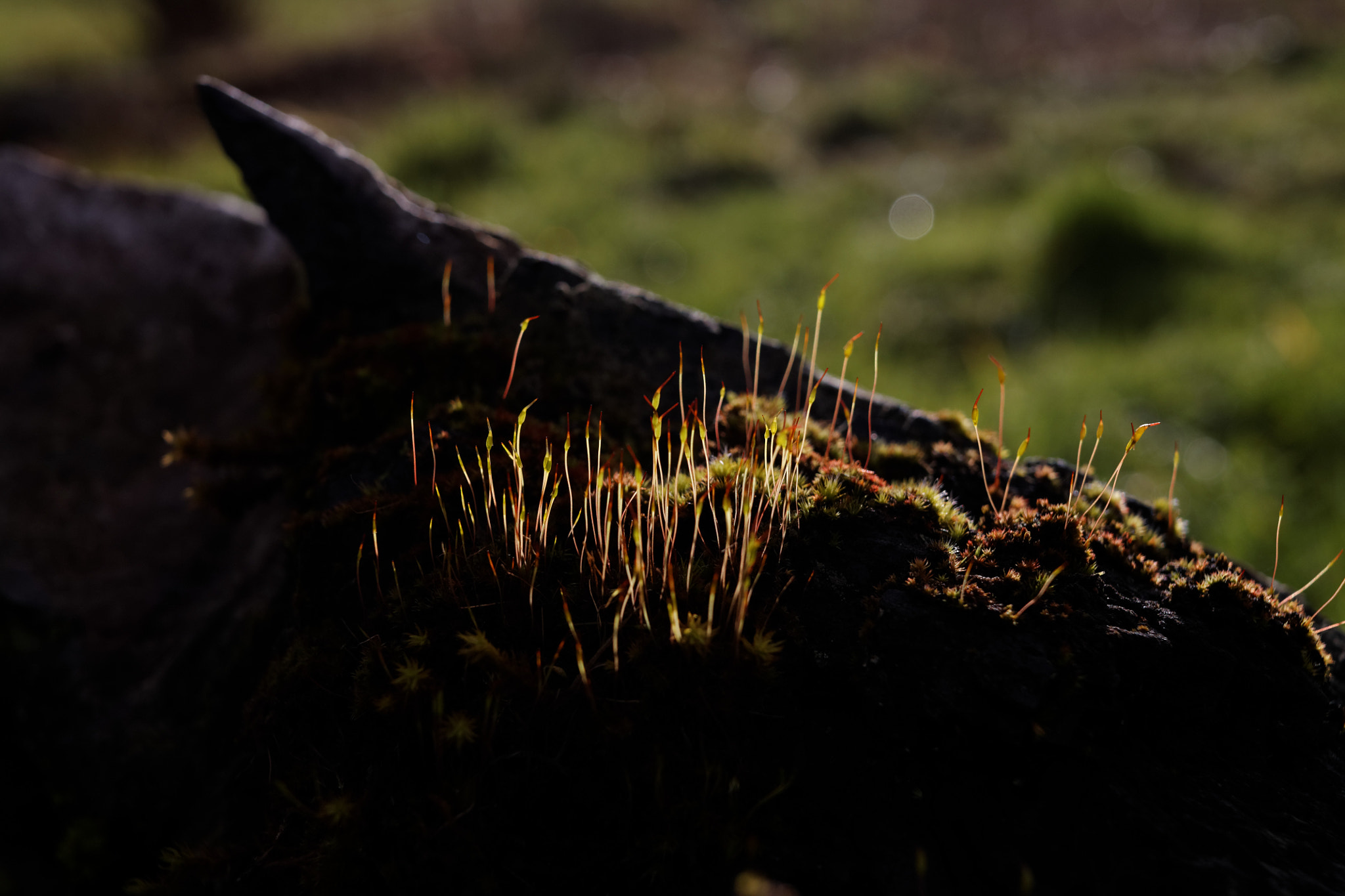 Canon EF-S 24mm F2.8 STM sample photo