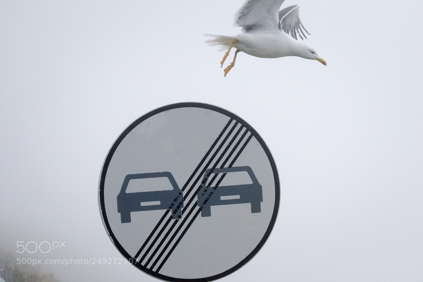 Nikon D3300 sample photo. ? seagull photography