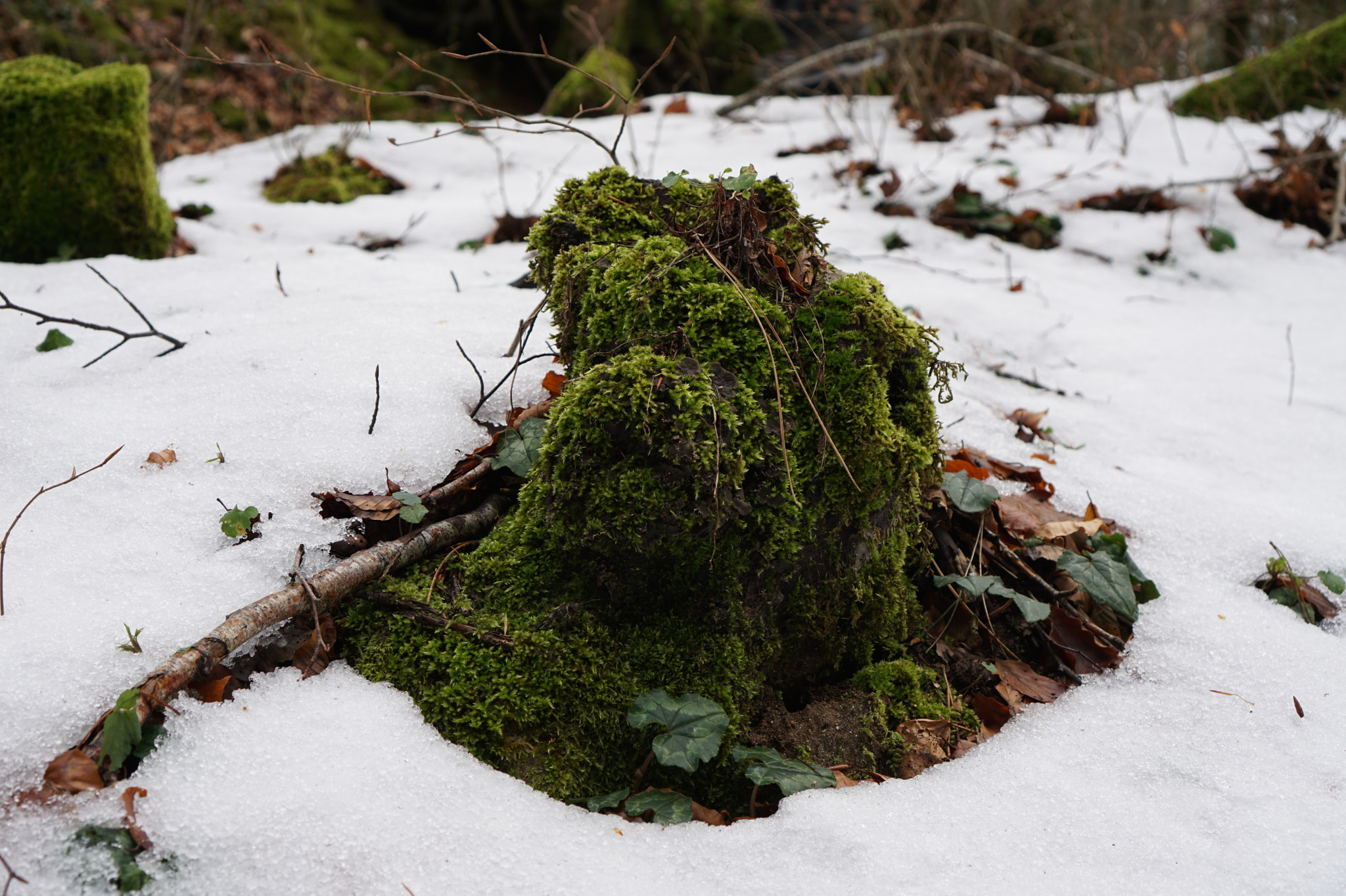 Sony a6000 + Sony E 35mm F1.8 OSS sample photo. Moss in the trunk photography