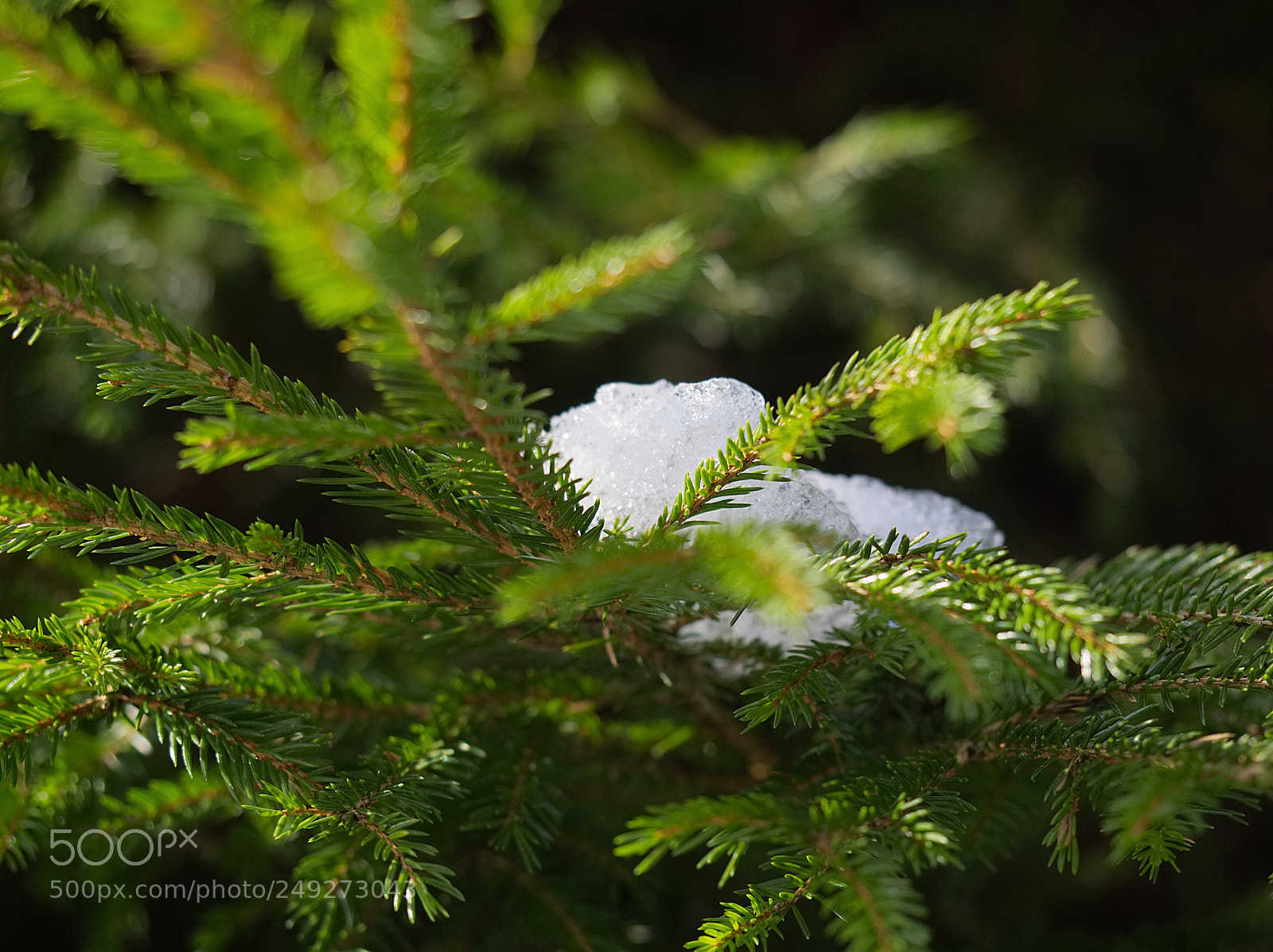 Olympus OM-D E-M10 sample photo. Anticipating spring photography