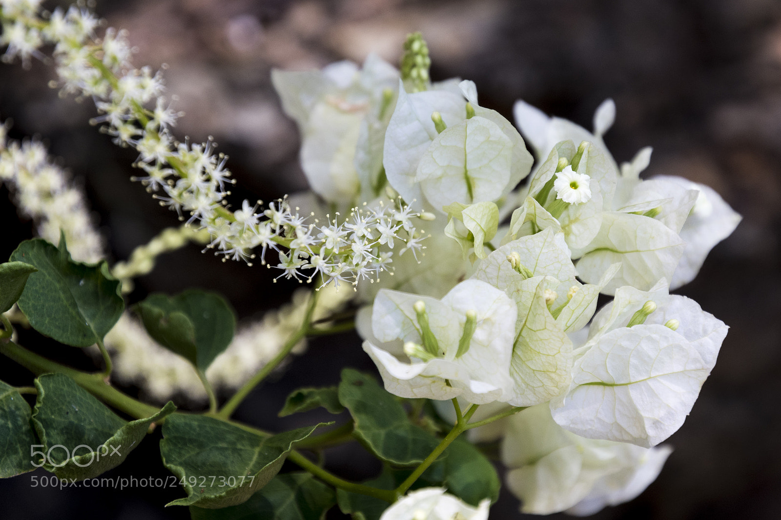 Nikon D500 sample photo. Flowers and weeds photography