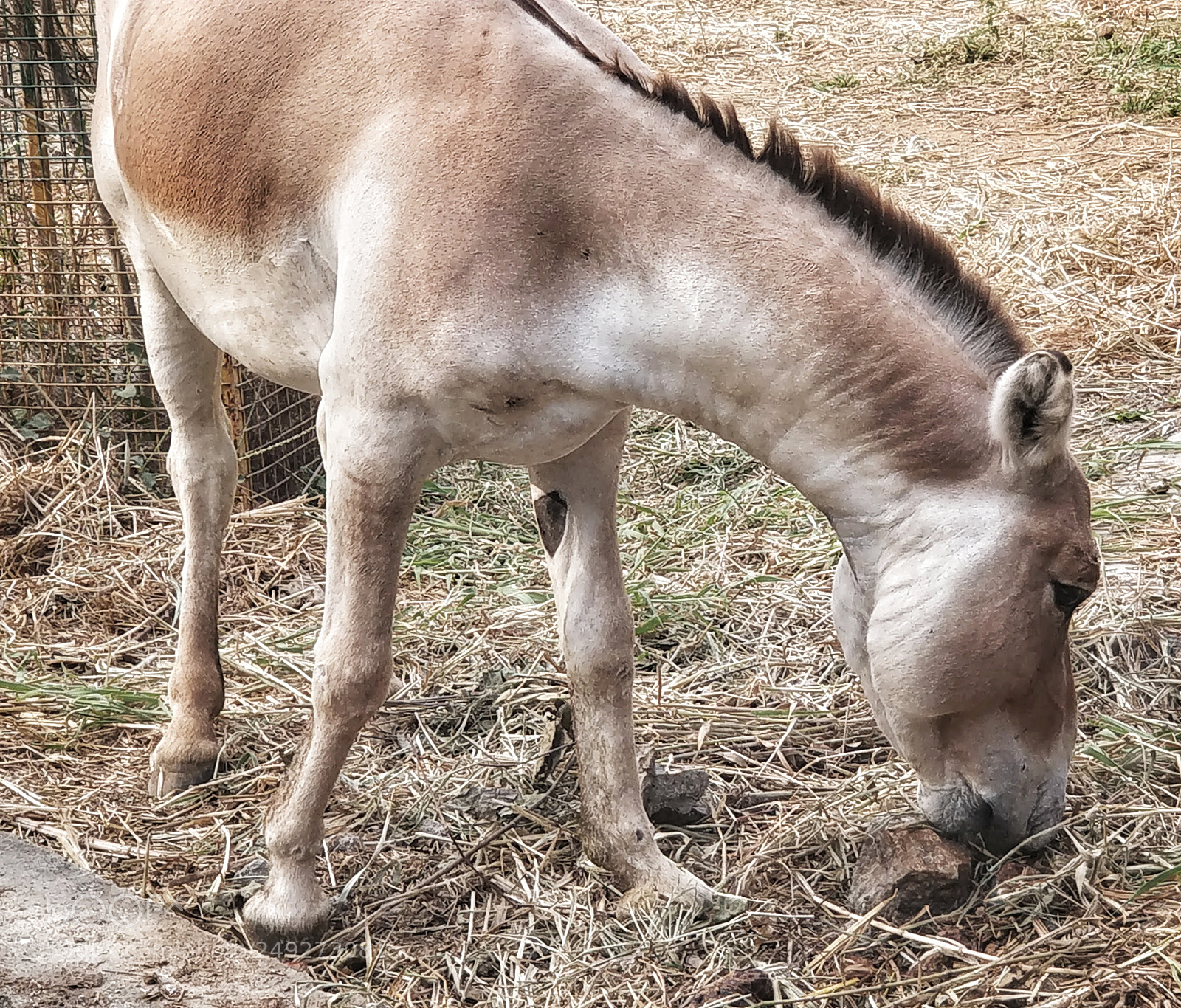 OnePlus 5 sample photo. Wild donkey photography