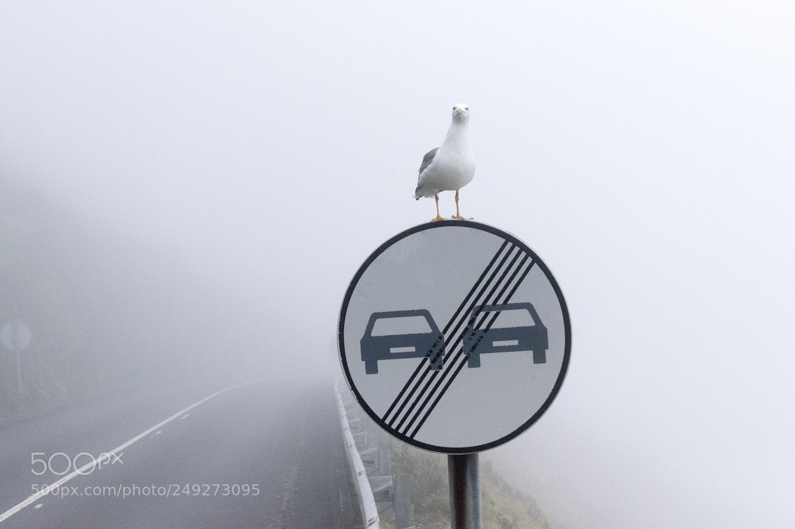 Nikon D3300 sample photo. Fog photography