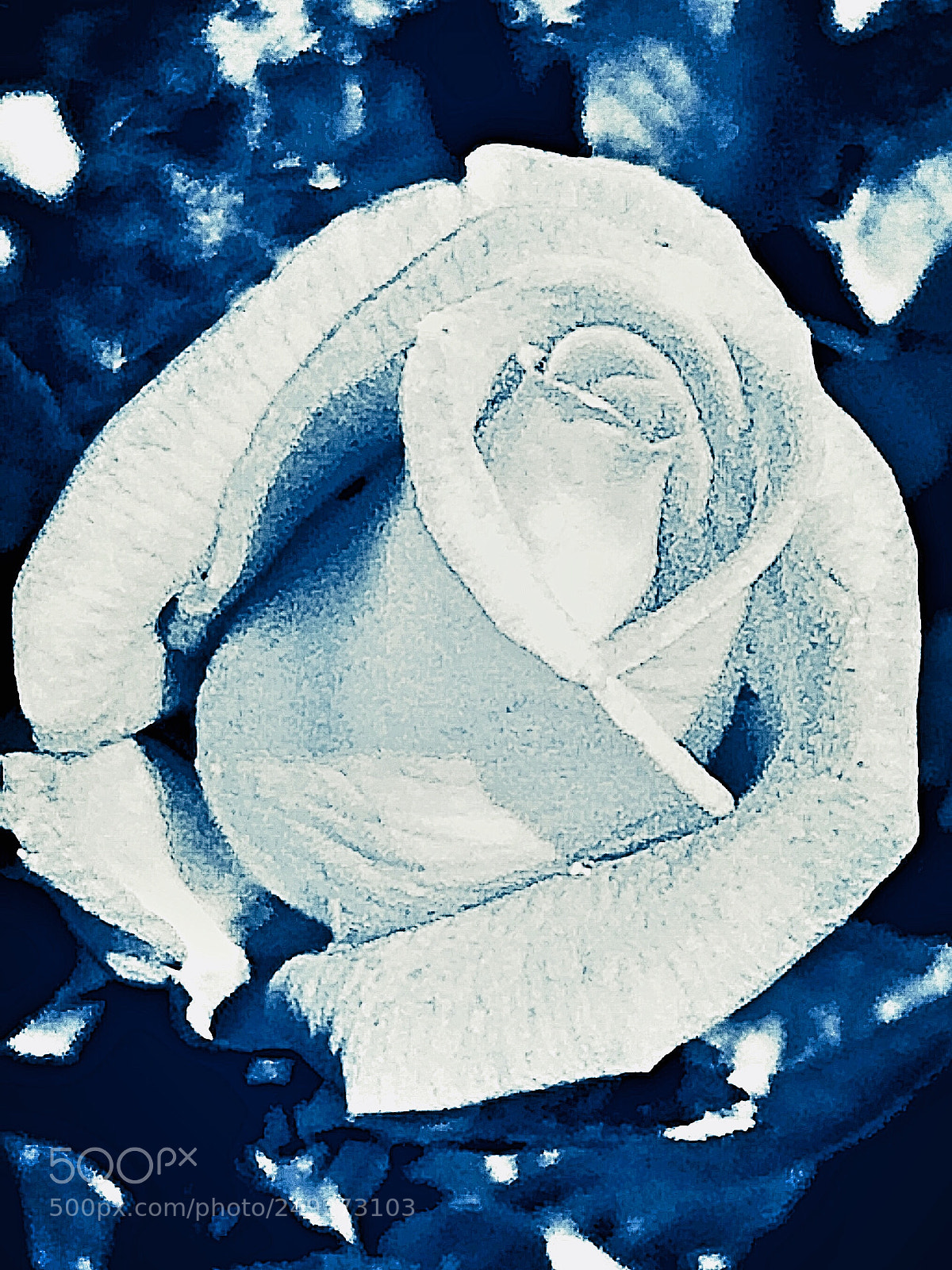 Apple iPhone 5s sample photo. Winter rose photography