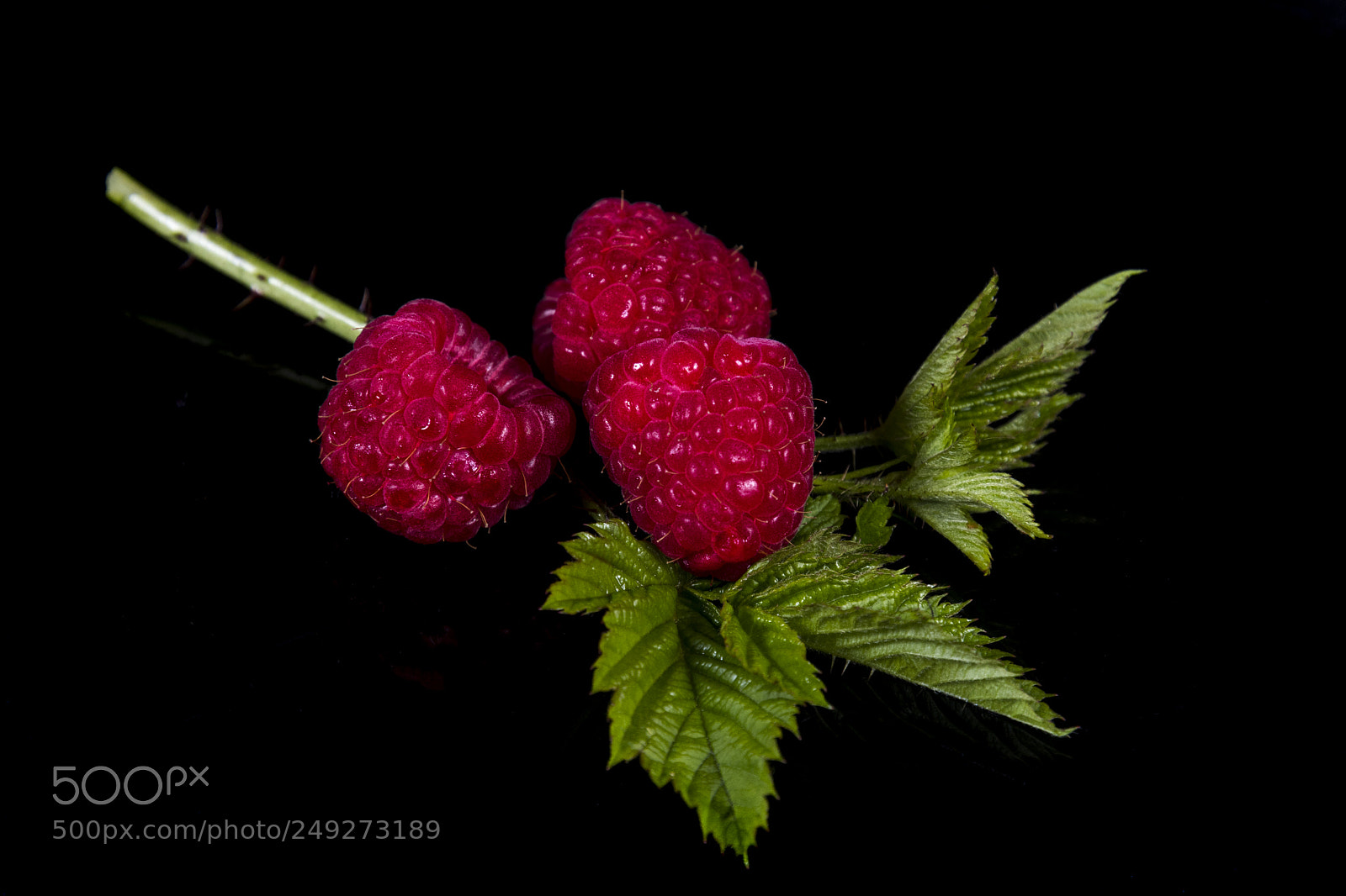 Nikon D500 sample photo. Raspberries photography