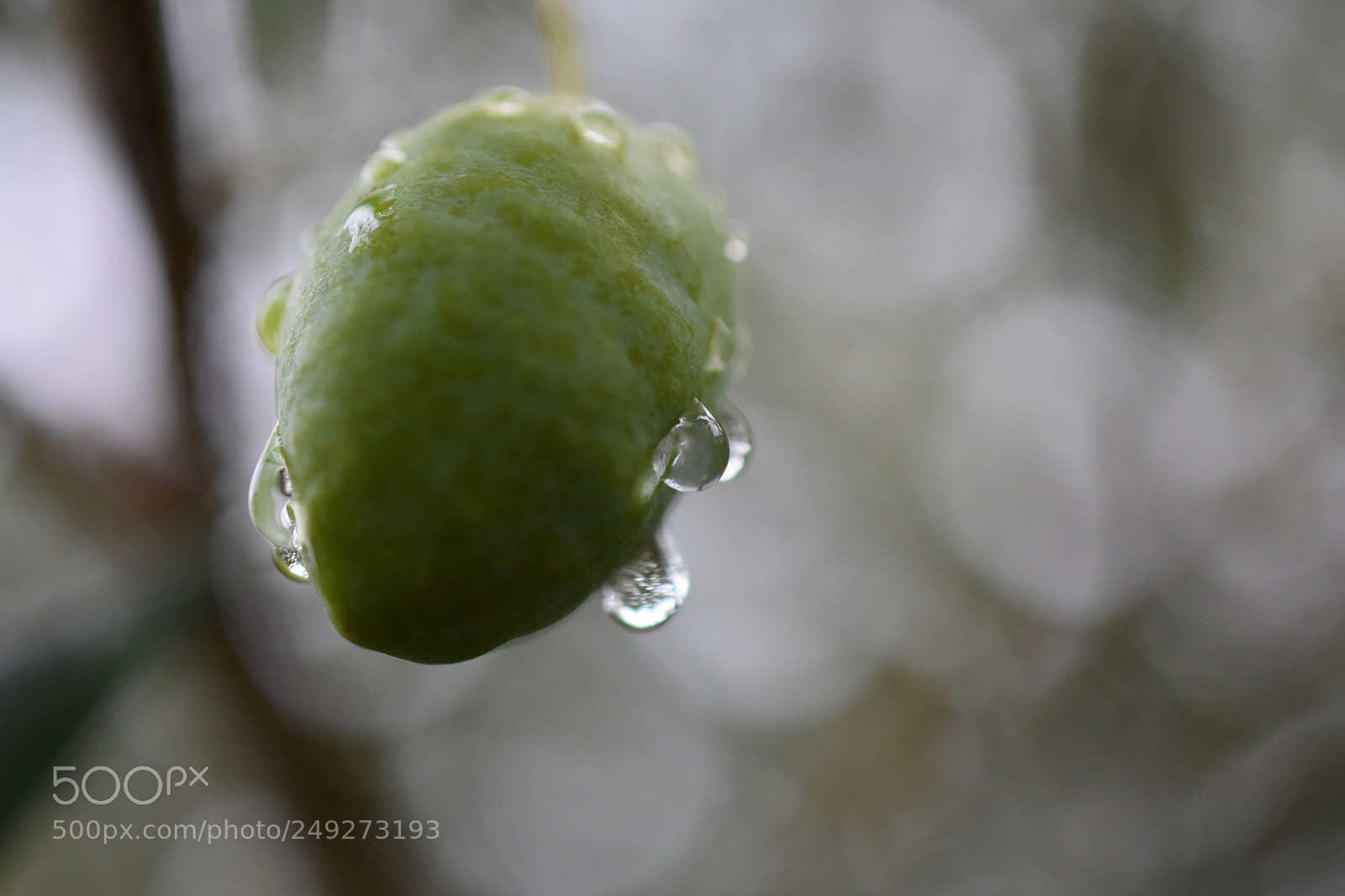 Nikon D3400 sample photo. Olive in the rain photography