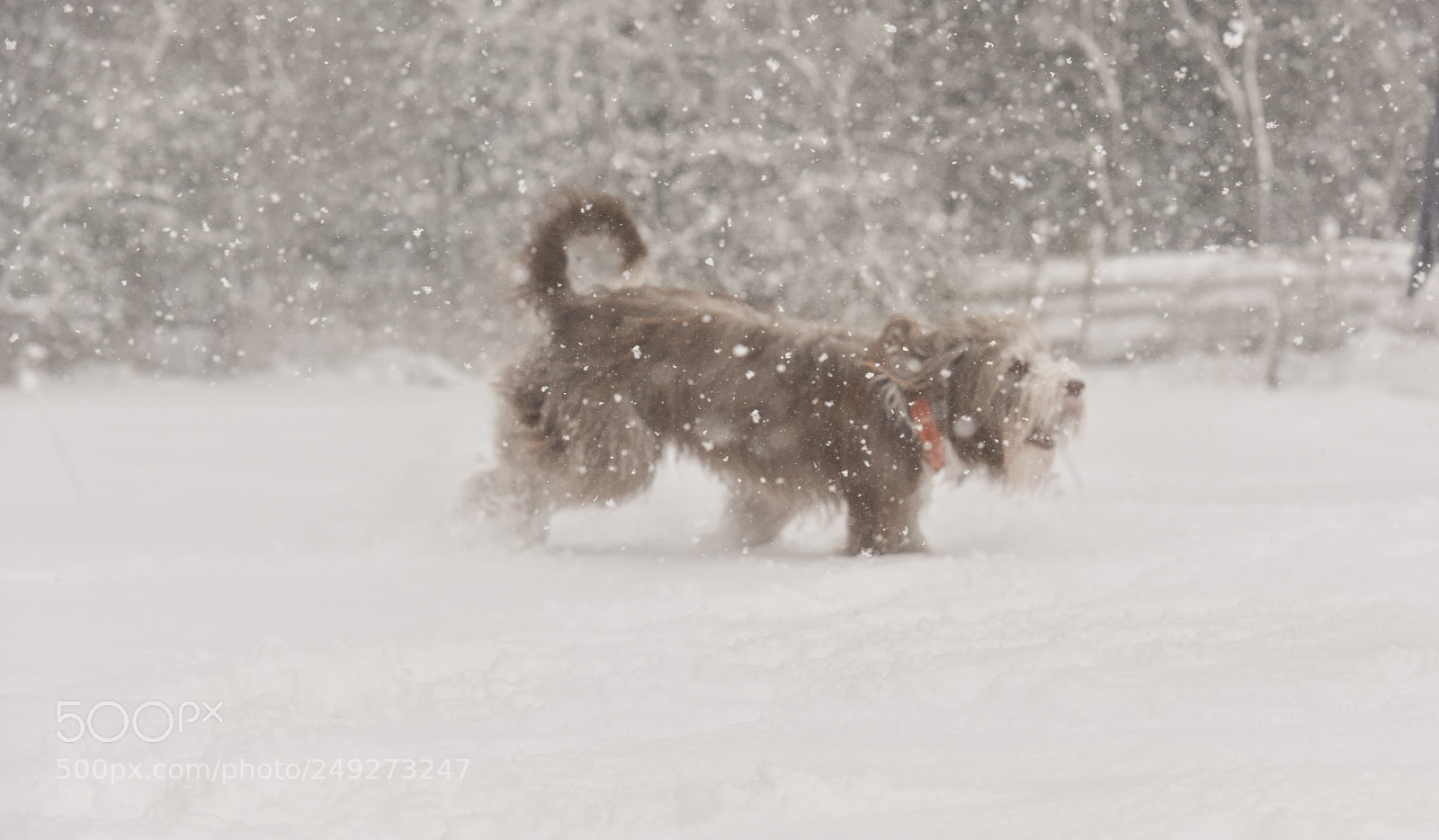 Nikon D810 sample photo. Snowmans dog running photography