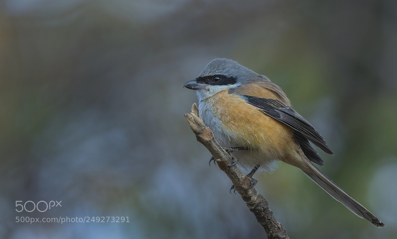 Nikon D500 sample photo. Long tailed shrike photography