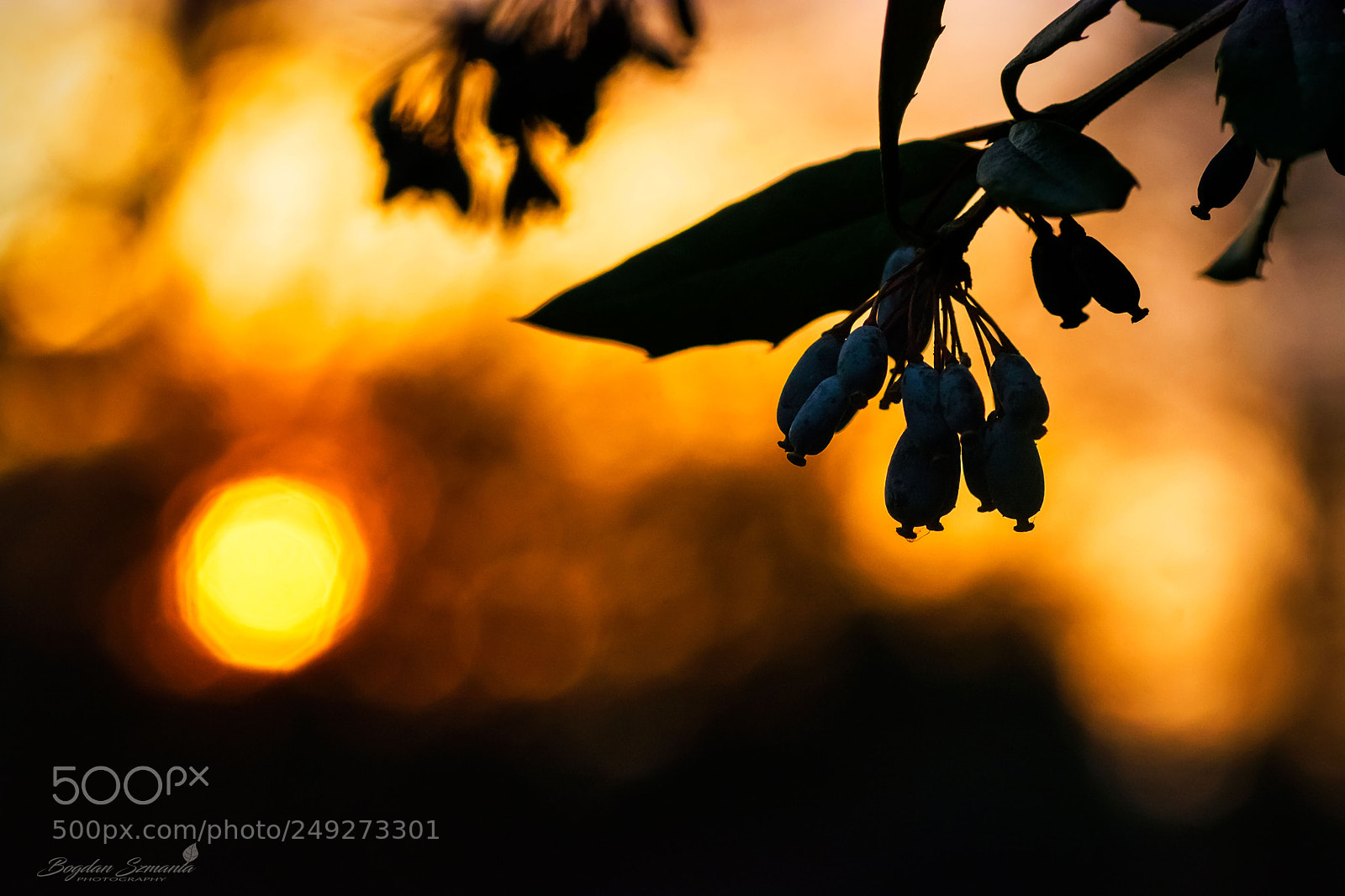 Nikon D5200 sample photo. At close range photography