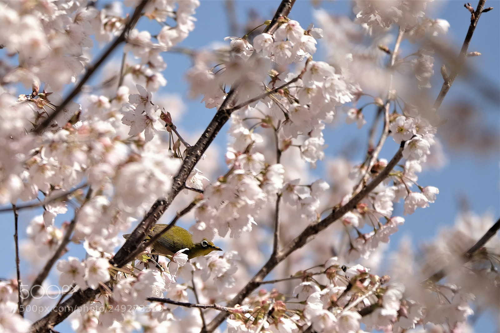 Fujifilm X-T2 sample photo. Spring landscape photography