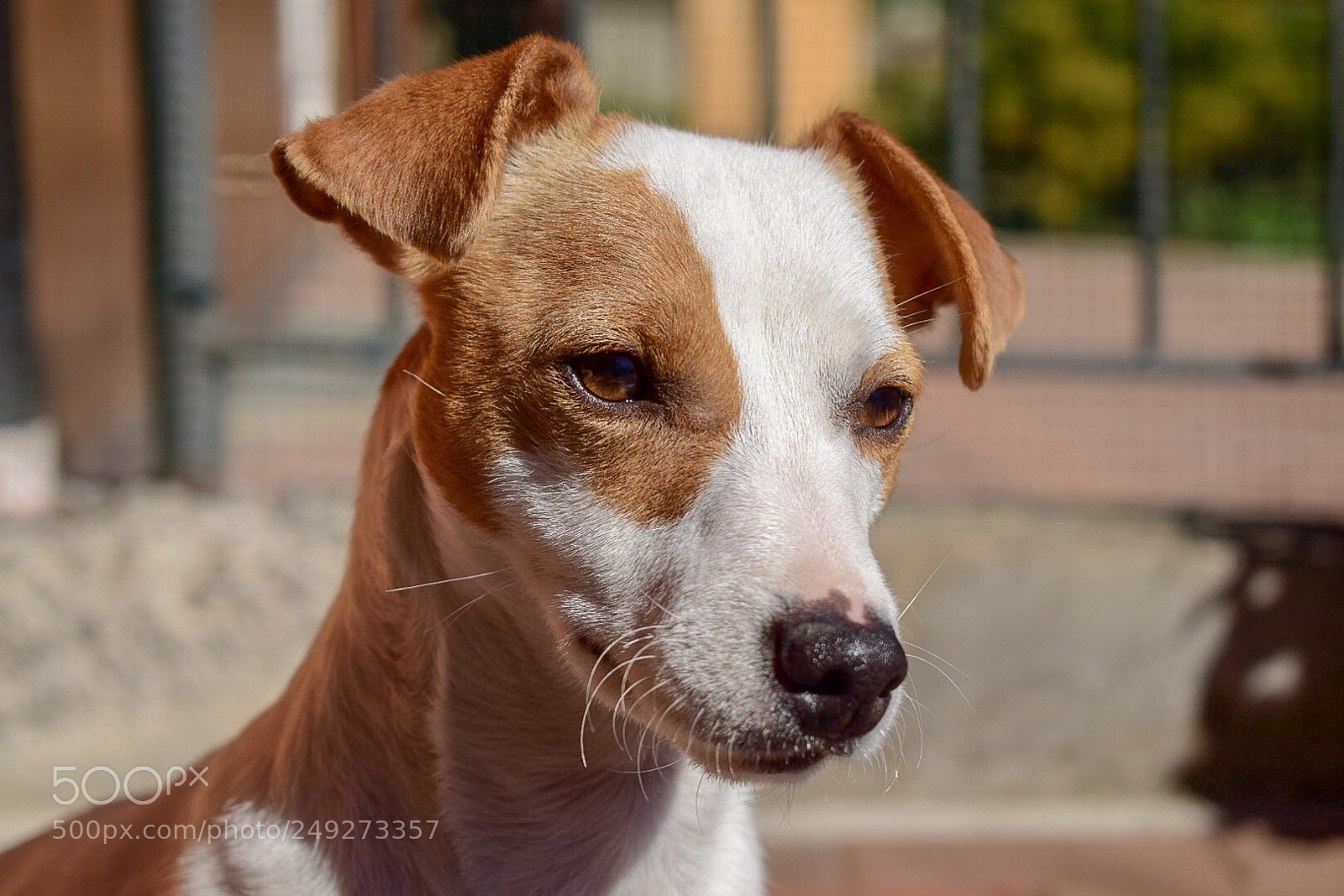 Nikon D5300 sample photo. Jack russel photography