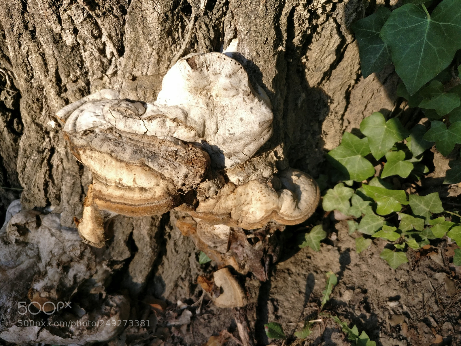OnePlus A3003 sample photo. Img_20170618_193711.jpg photography