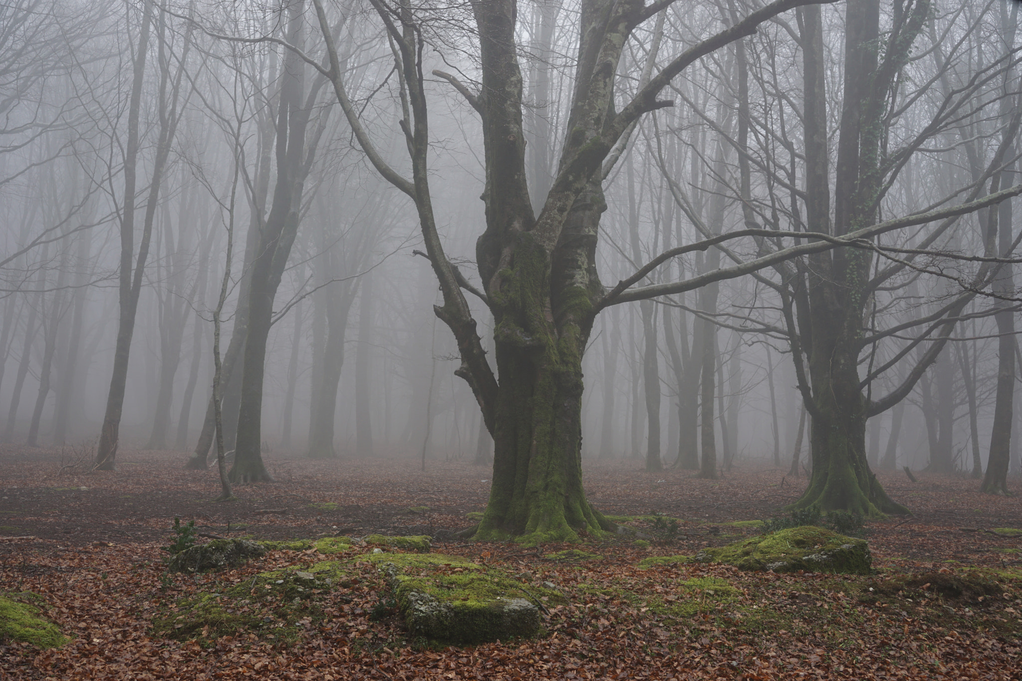 Sony a6000 + Sony E 35mm F1.8 OSS sample photo. The fog in the woods photography