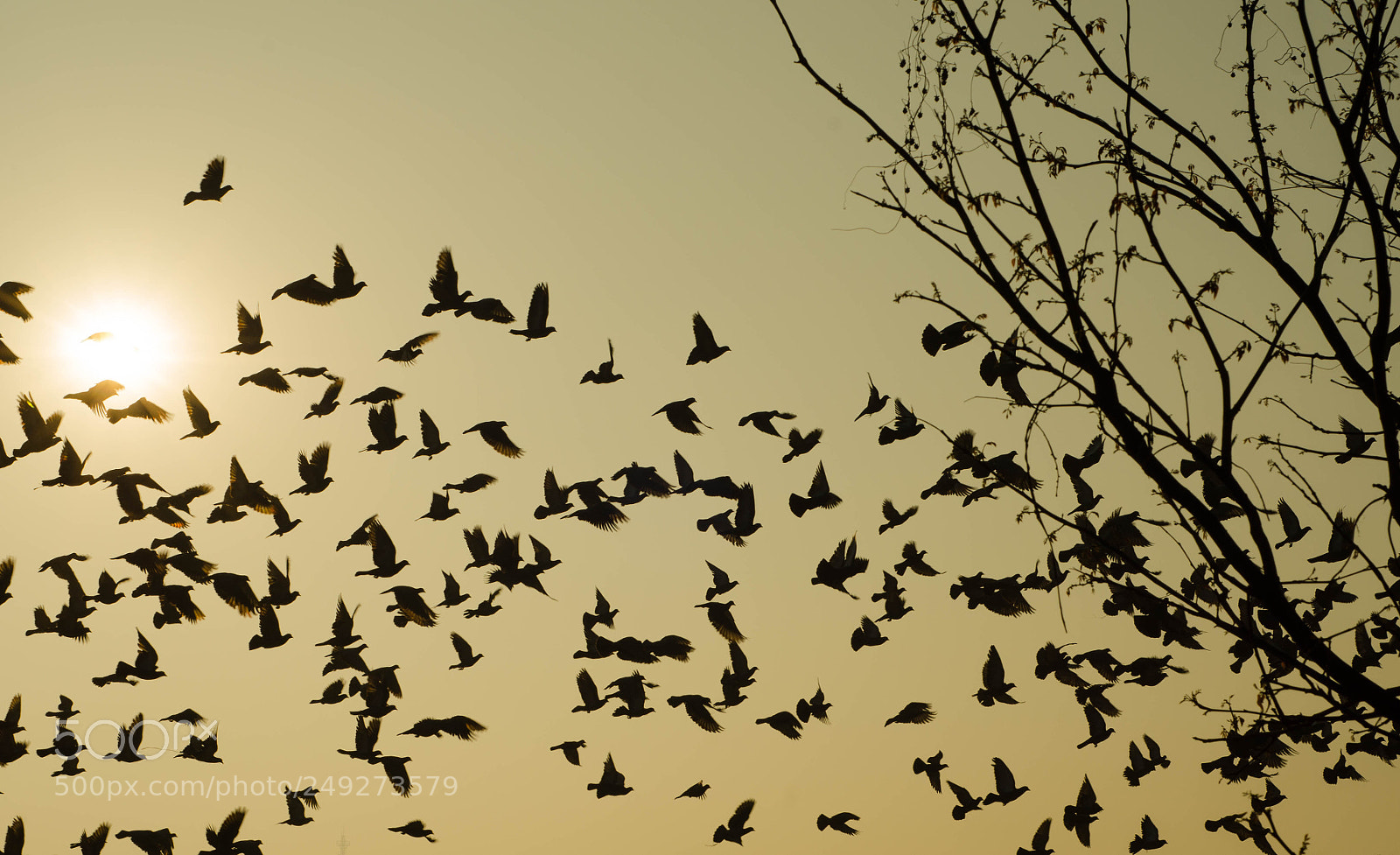 Nikon D7000 sample photo. Free birds photography