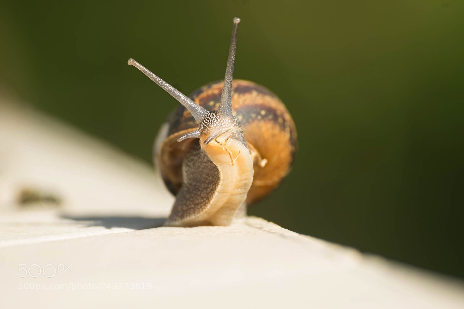 Pentax K-3 sample photo. To make a snail photography