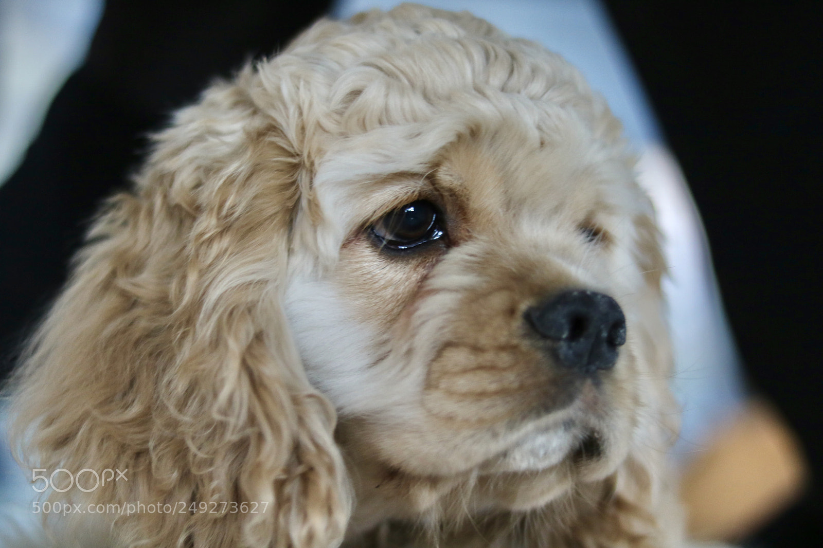 Canon EOS 750D (EOS Rebel T6i / EOS Kiss X8i) sample photo. Junior photography