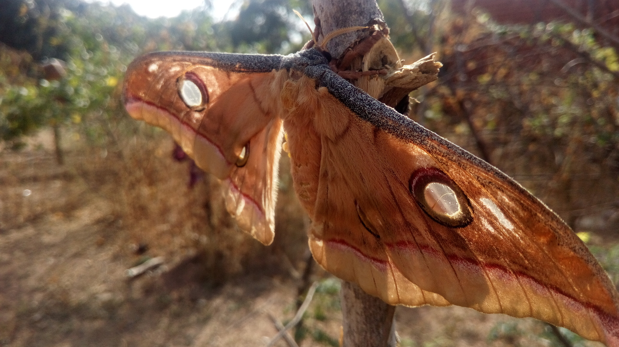 HUAWEI Y6 PRO sample photo. Giant butterfly photography