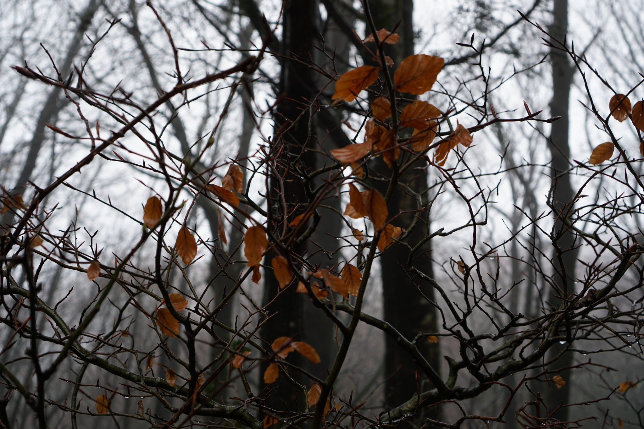 Sony a6000 + Sony E 35mm F1.8 OSS sample photo. Dry leaves photography