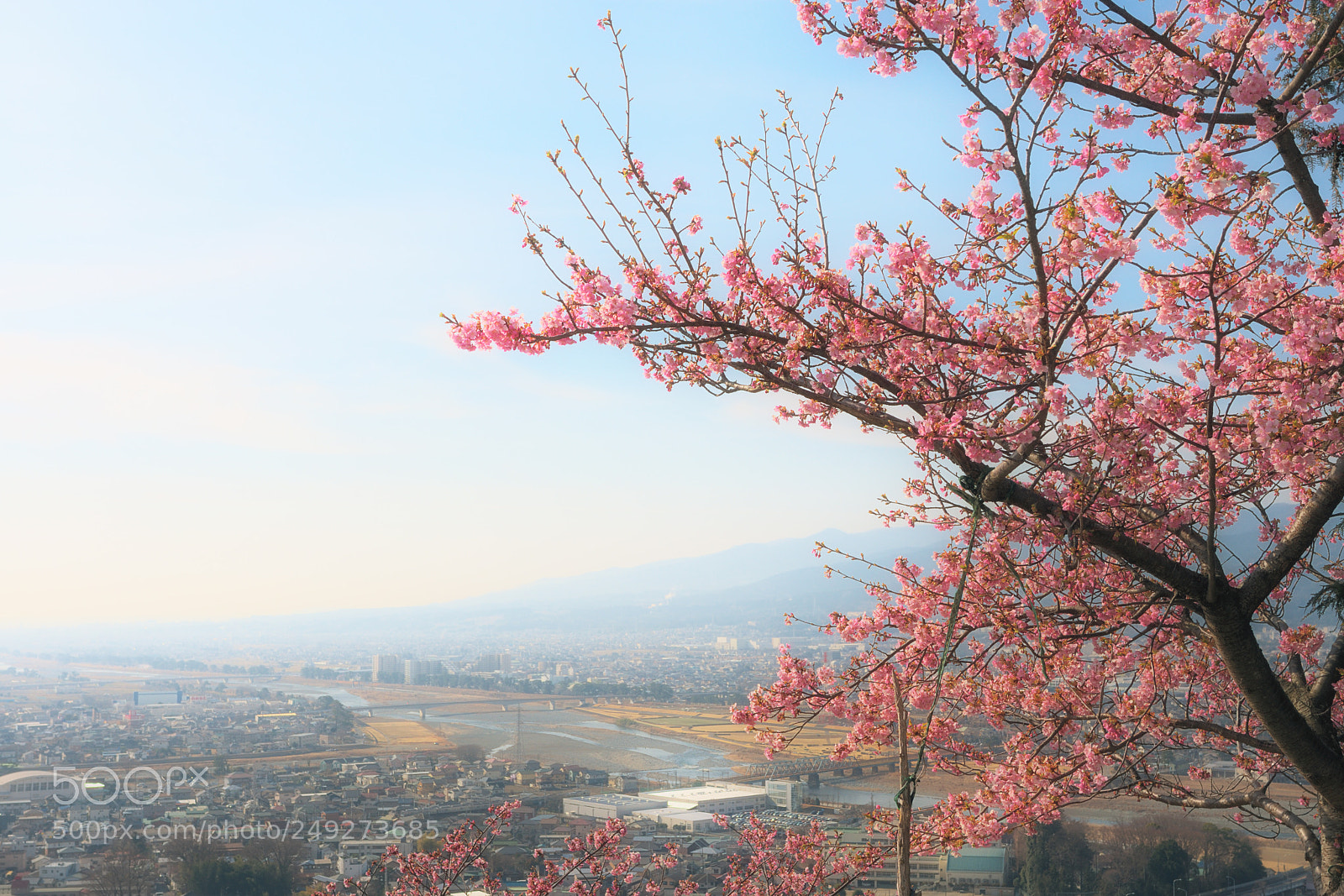Nikon D7200 sample photo. Cerasus × kanzakura ‘kawazu-zakura’ photography