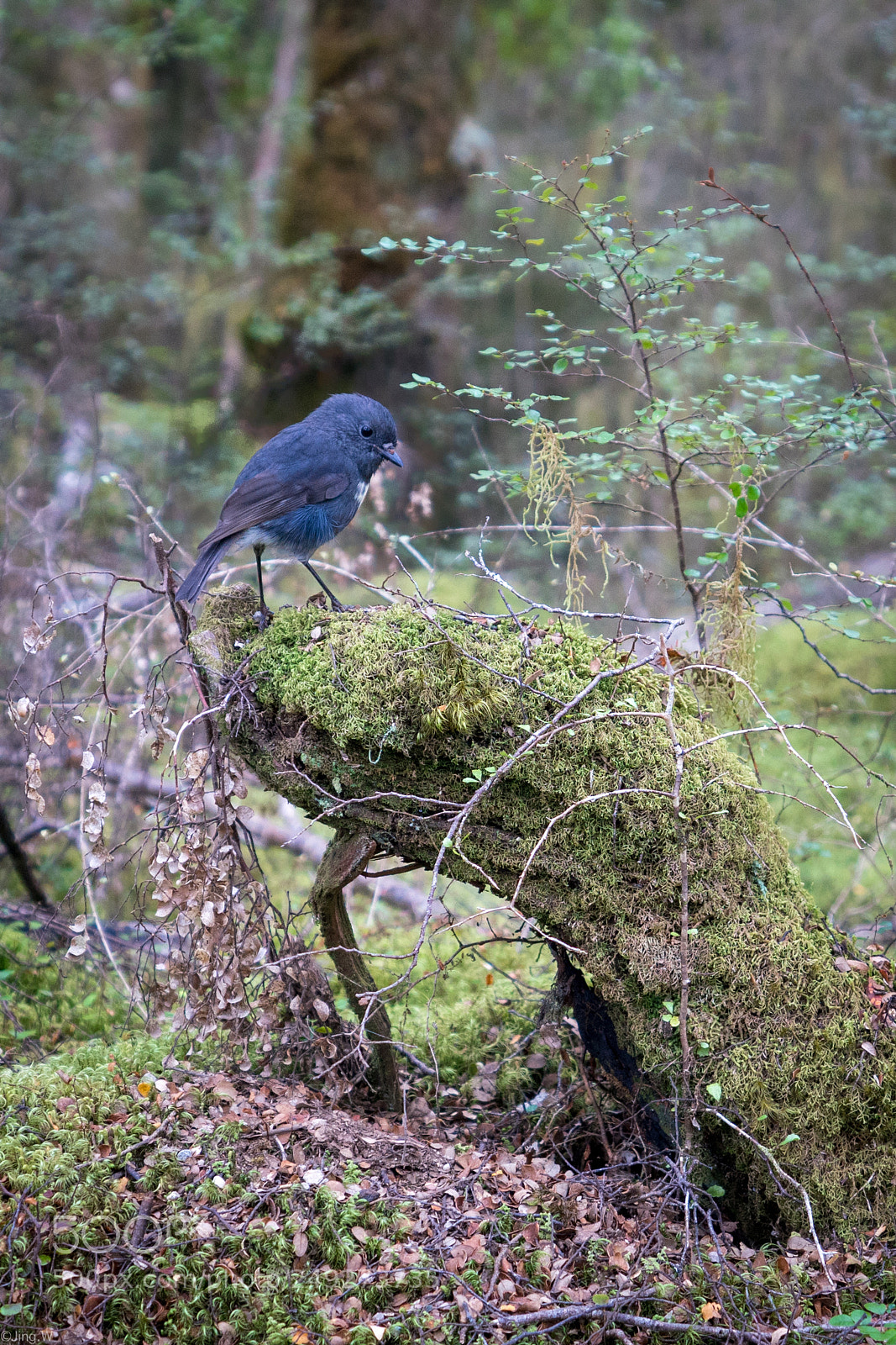 Sony a7R III sample photo. The new zealand bird photography