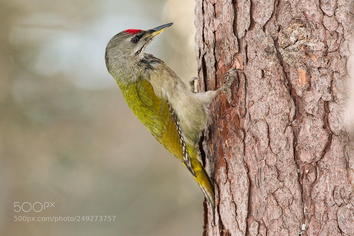Canon EOS 7D Mark II sample photo. The grey-headed woodpecker photography