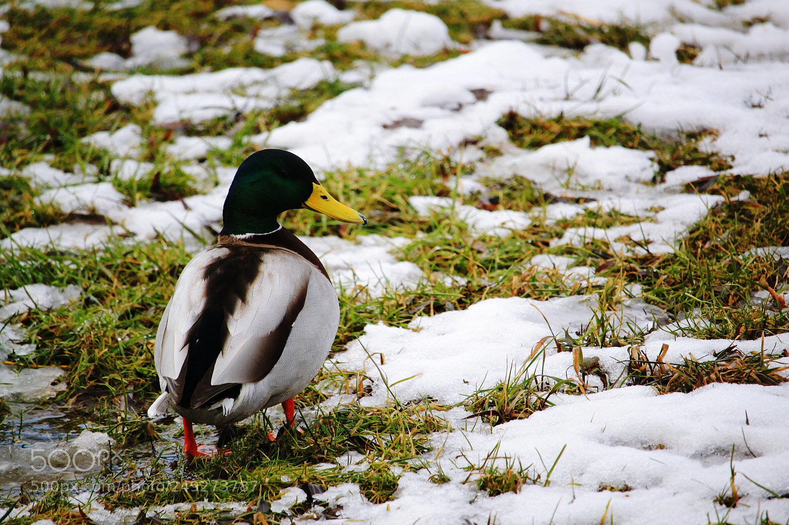 Canon EOS 500D (EOS Rebel T1i / EOS Kiss X3) sample photo. Duck photography