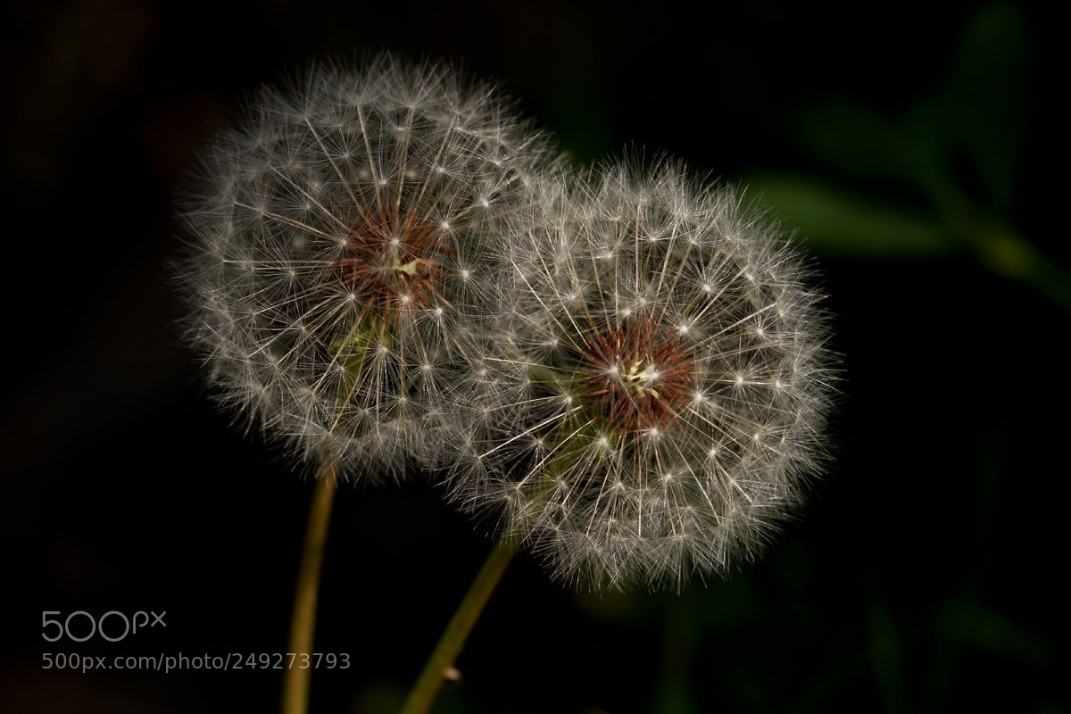 Canon EOS 7D sample photo. Flower seeds photography