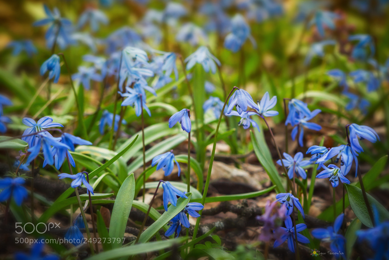 Canon EOS 60D sample photo. Scilla photography