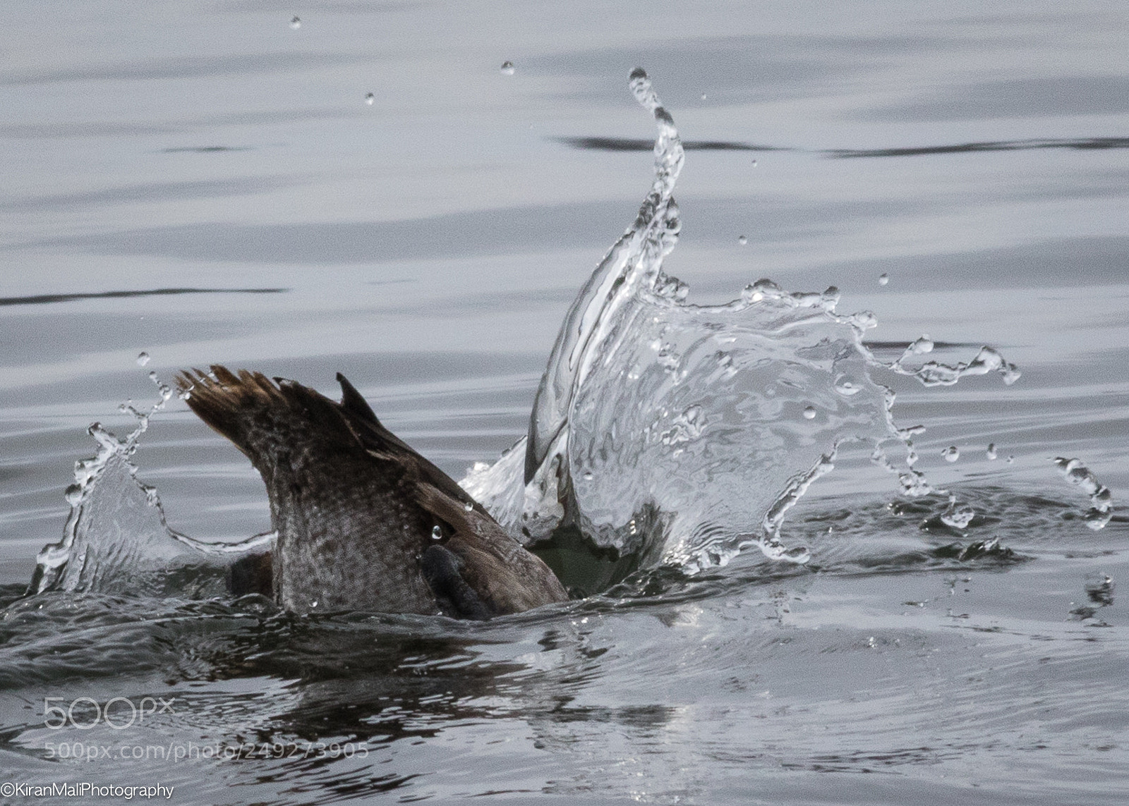 Canon EOS 7D Mark II sample photo. Duck plunge in water photography