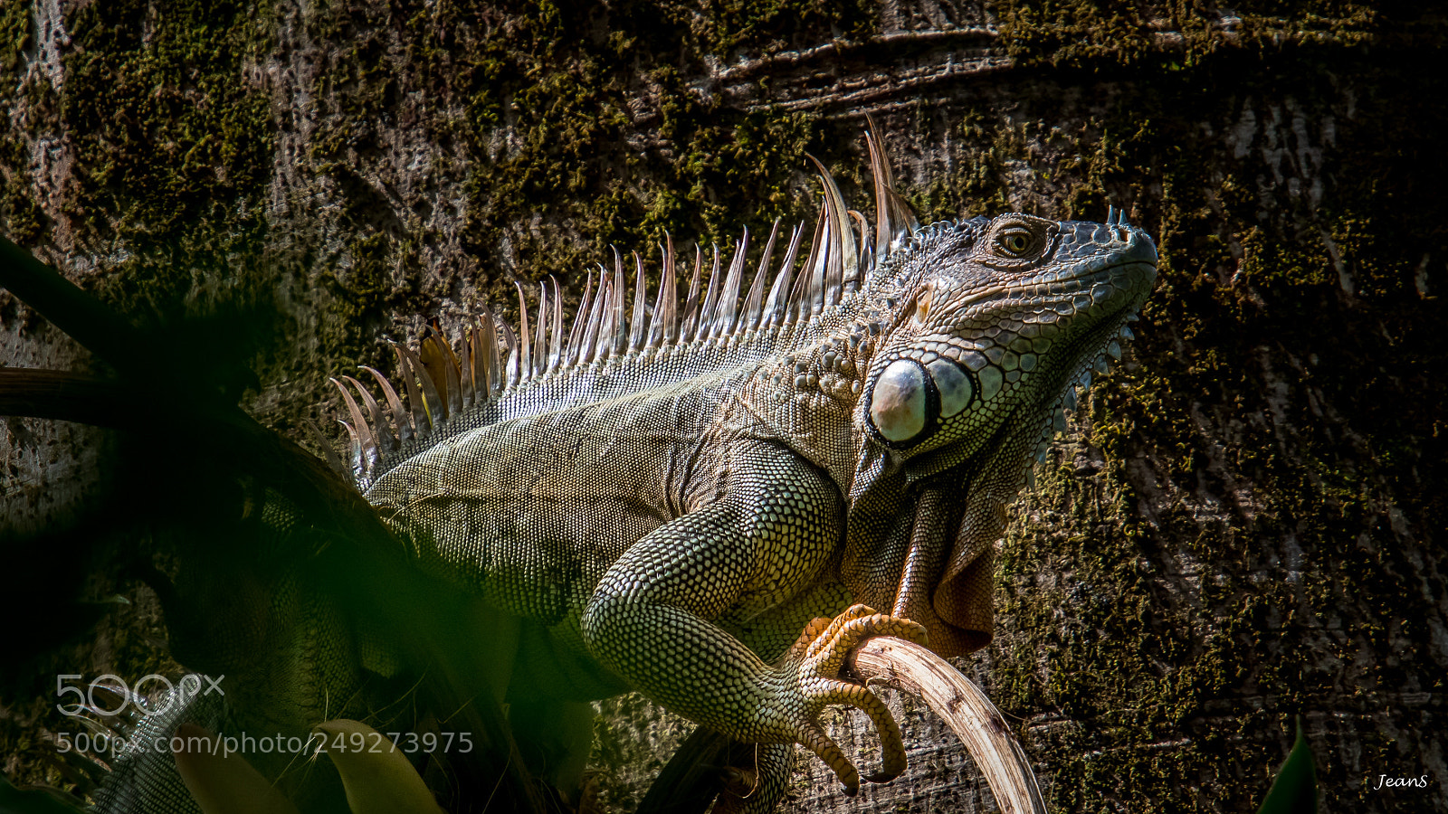 Canon EOS 80D sample photo. Green iguana photography