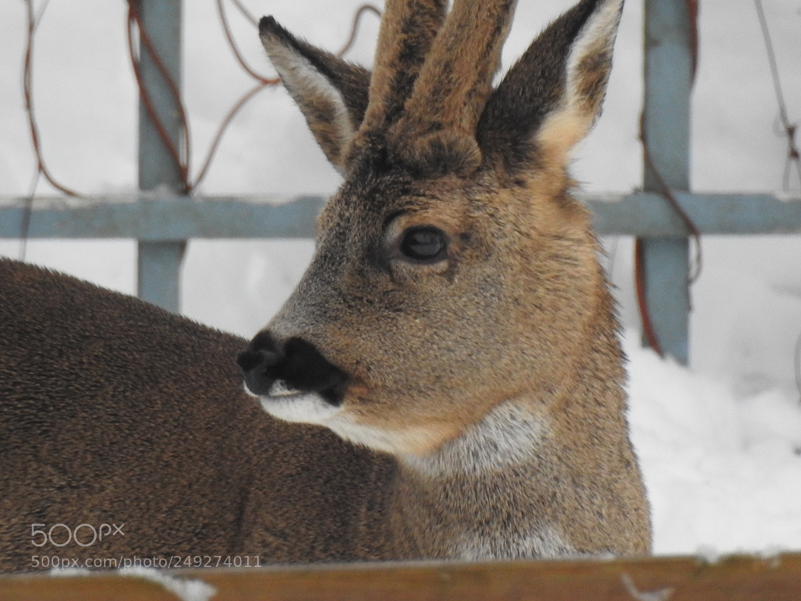 Nikon Coolpix P900 sample photo. Wild life in winter photography