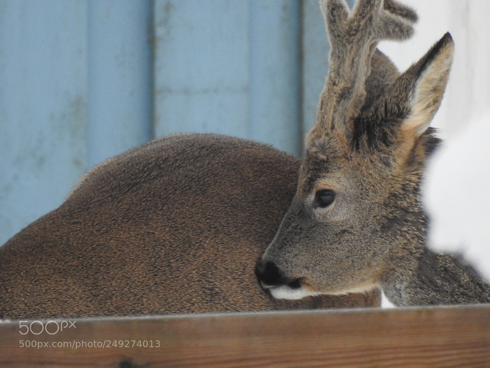 Nikon Coolpix P900 sample photo. Wild life in winter photography