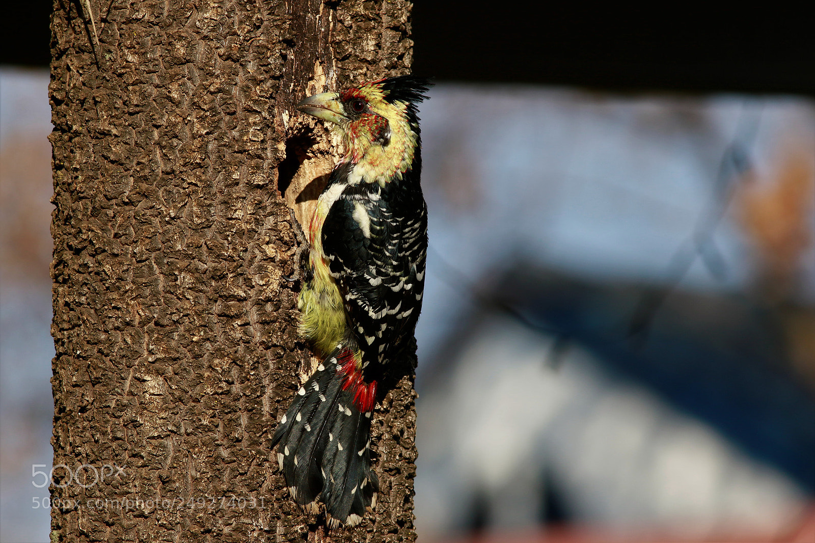 Canon EOS 7D Mark II sample photo. Urban woody photography