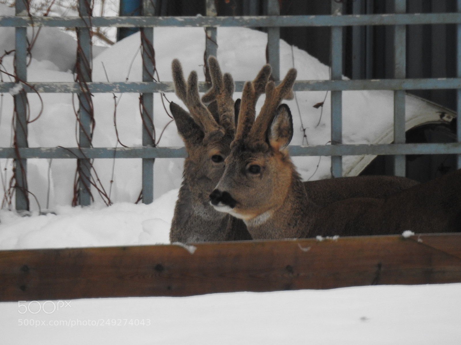 Nikon Coolpix P900 sample photo. Wild life in winter photography