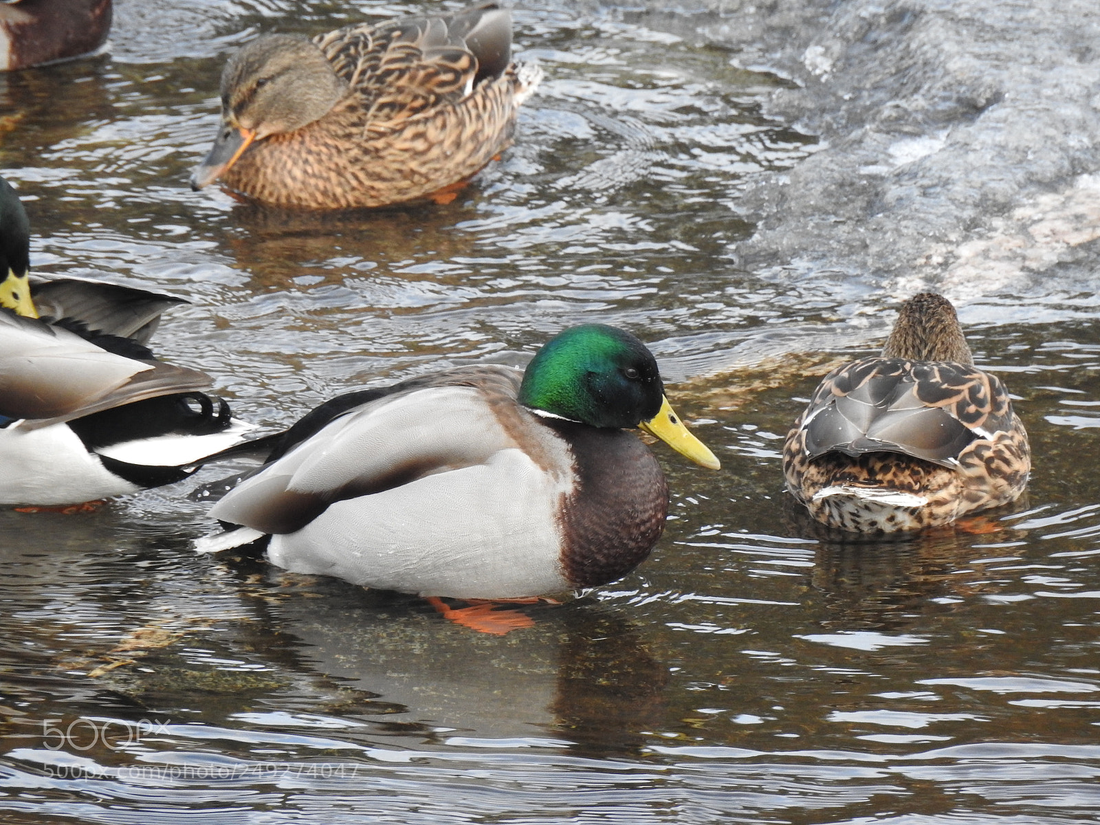 Nikon Coolpix P900 sample photo. Wild life in winter photography