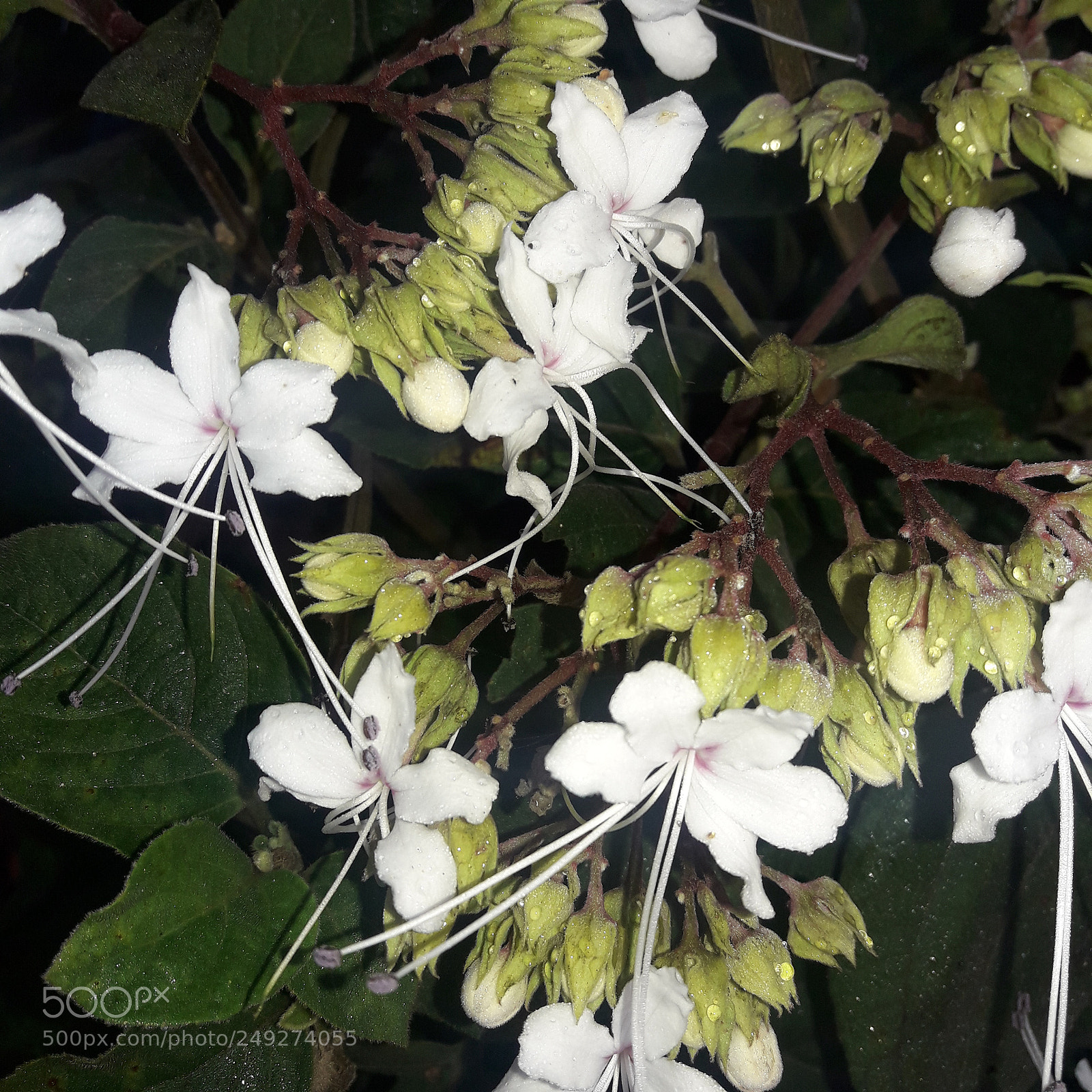 Samsung Galaxy J7 Neo sample photo. Morning flower photography