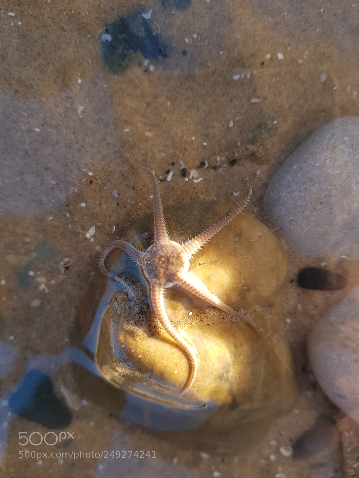 Samsung Galaxy S8+ sample photo. Starr fish photography