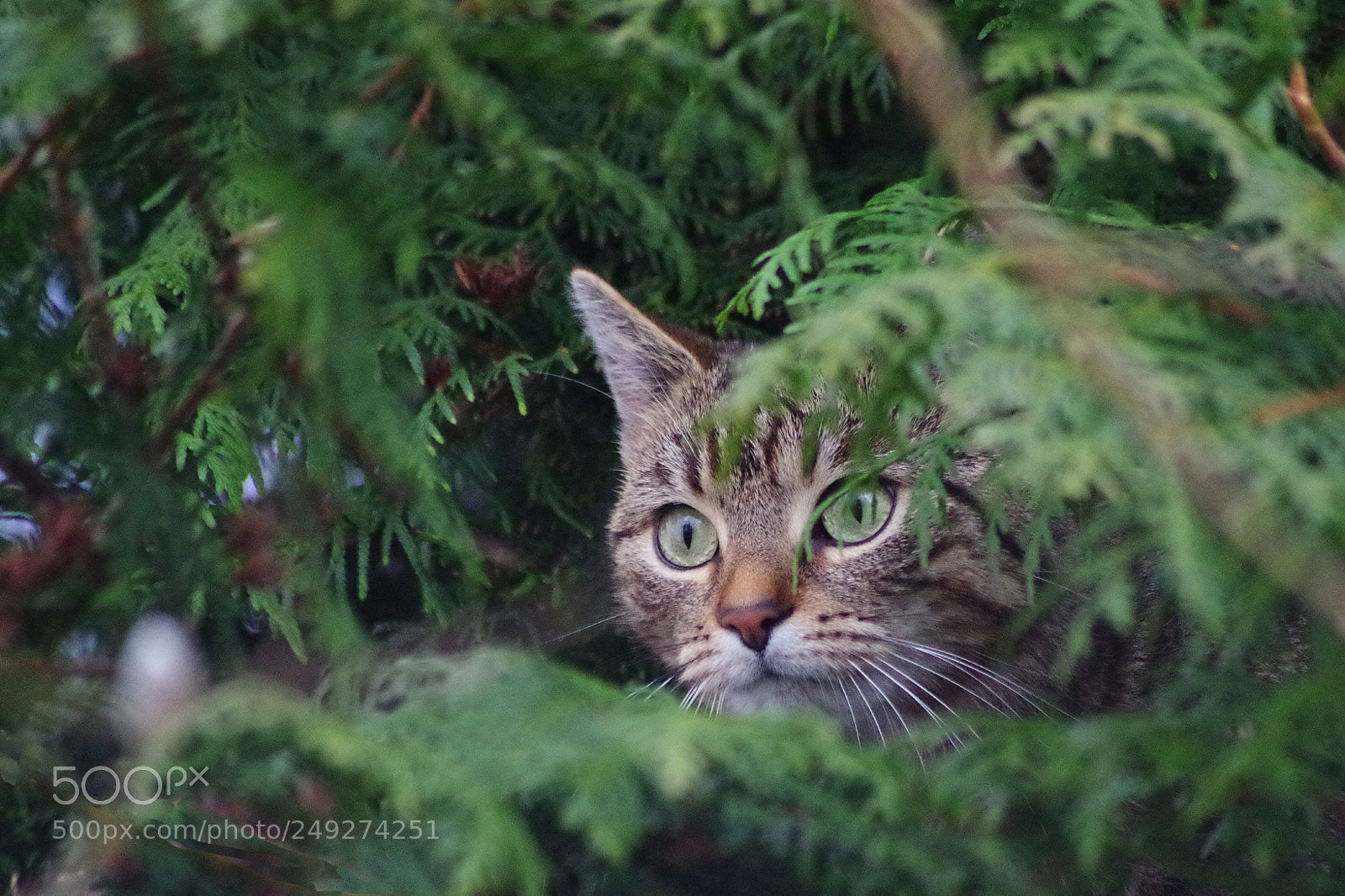 Pentax K-50 sample photo. On mouse hunt photography