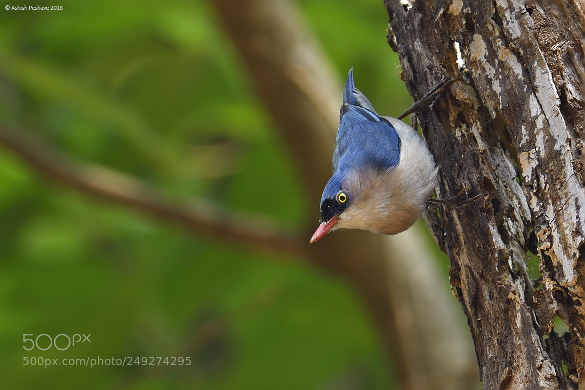 Nikon AF-S Nikkor 200-500mm F5.6E ED VR sample photo. Velvet-fronted nuthatch photography