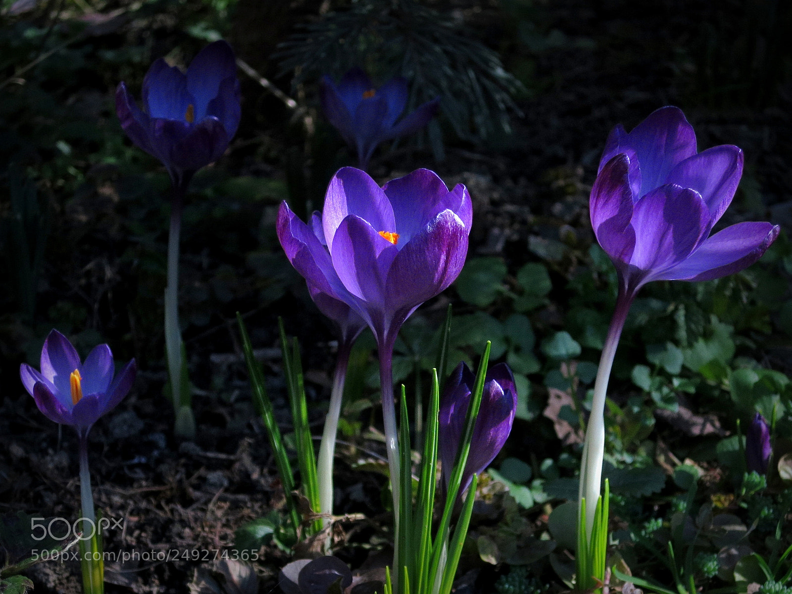 Canon PowerShot S100 sample photo. When the spring wants photography