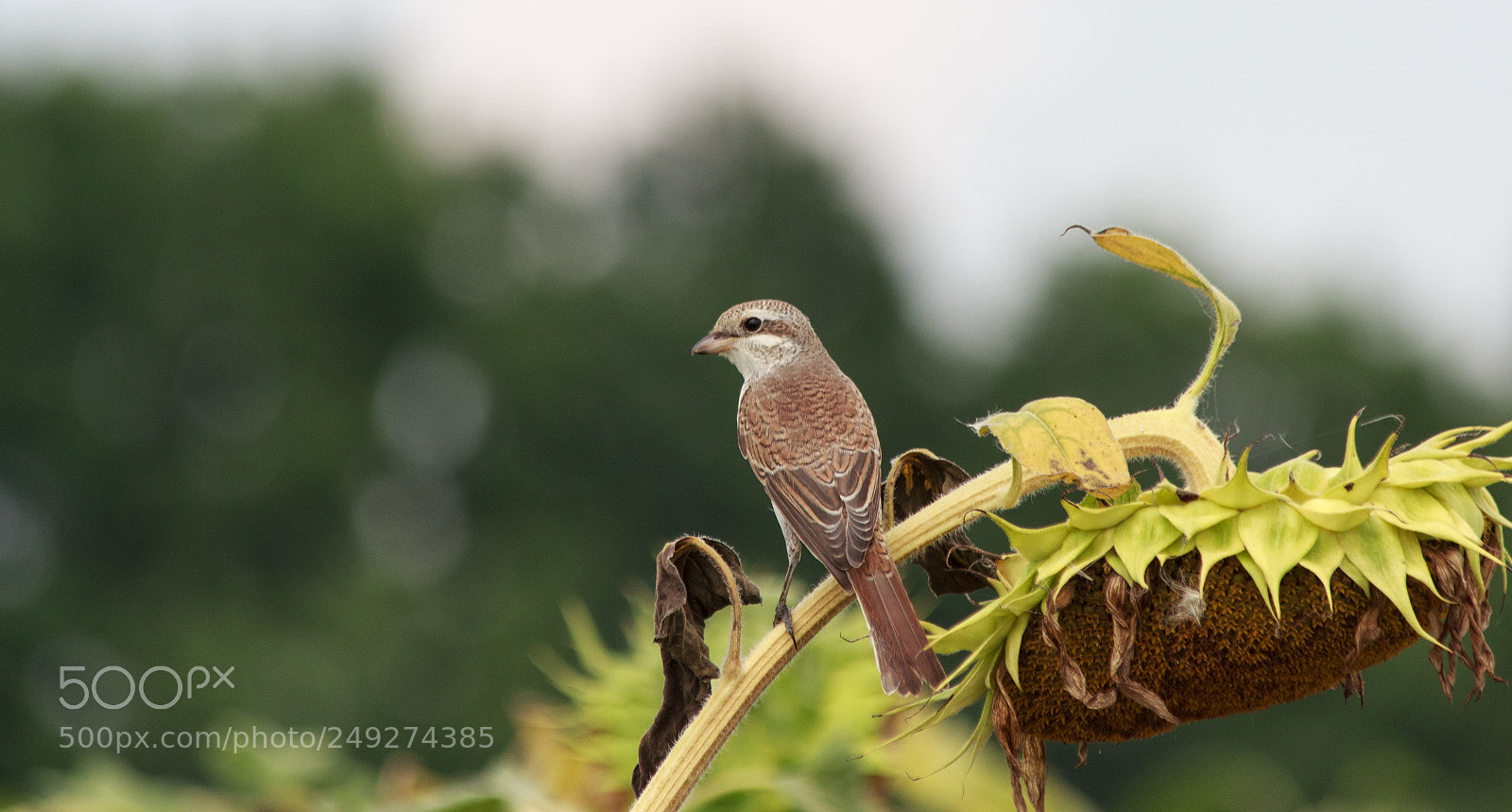 Canon EOS 600D (Rebel EOS T3i / EOS Kiss X5) sample photo. Visiting birds at the photography